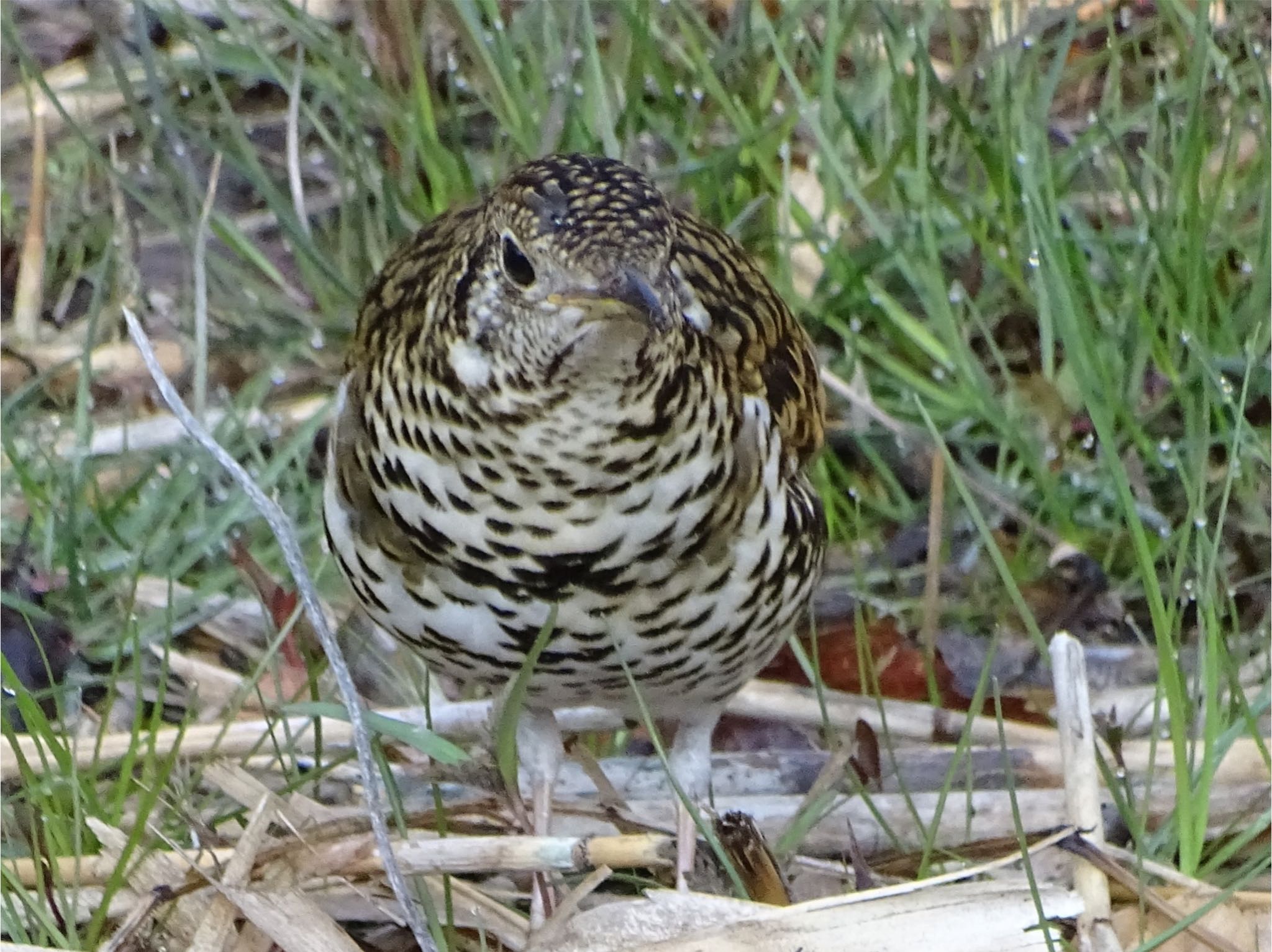 White's Thrush