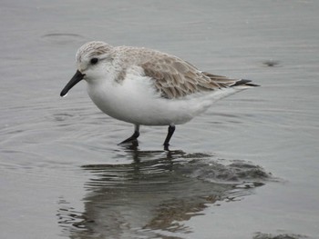 ミユビシギ ふなばし三番瀬海浜公園 2024年1月20日(土)