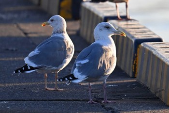 Unknown Species Choshi Fishing Port Sun, 3/3/2024