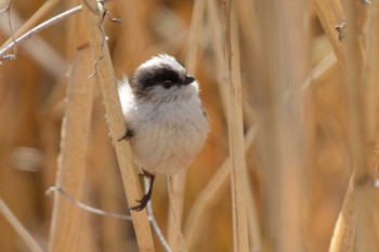 Long-tailed Tit 京都府 Sun, 3/10/2024