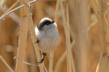 Long-tailed Tit 京都府 Sun, 3/10/2024