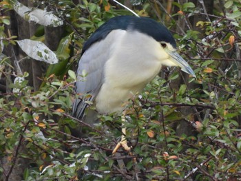 2024年1月28日(日) 水元公園の野鳥観察記録