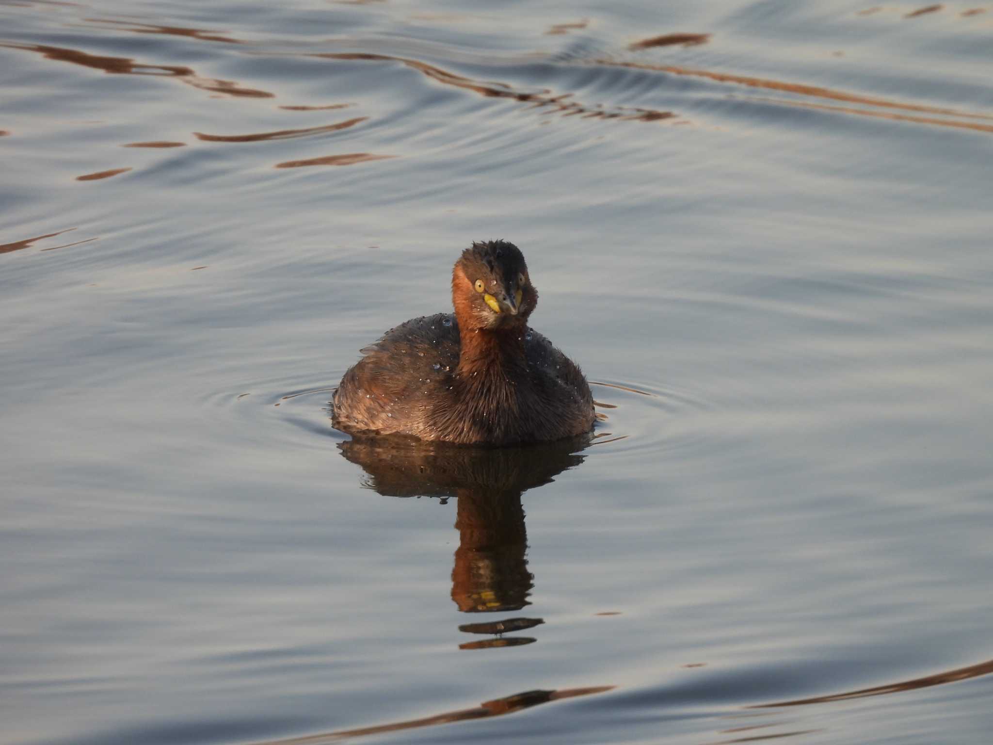 Photo of Little Grebe at Toneri Park by つんこ