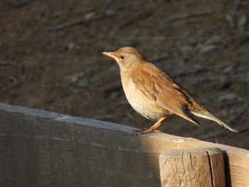 Pale Thrush Toneri Park Wed, 1/31/2024