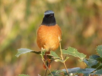 Daurian Redstart Toneri Park Wed, 1/31/2024