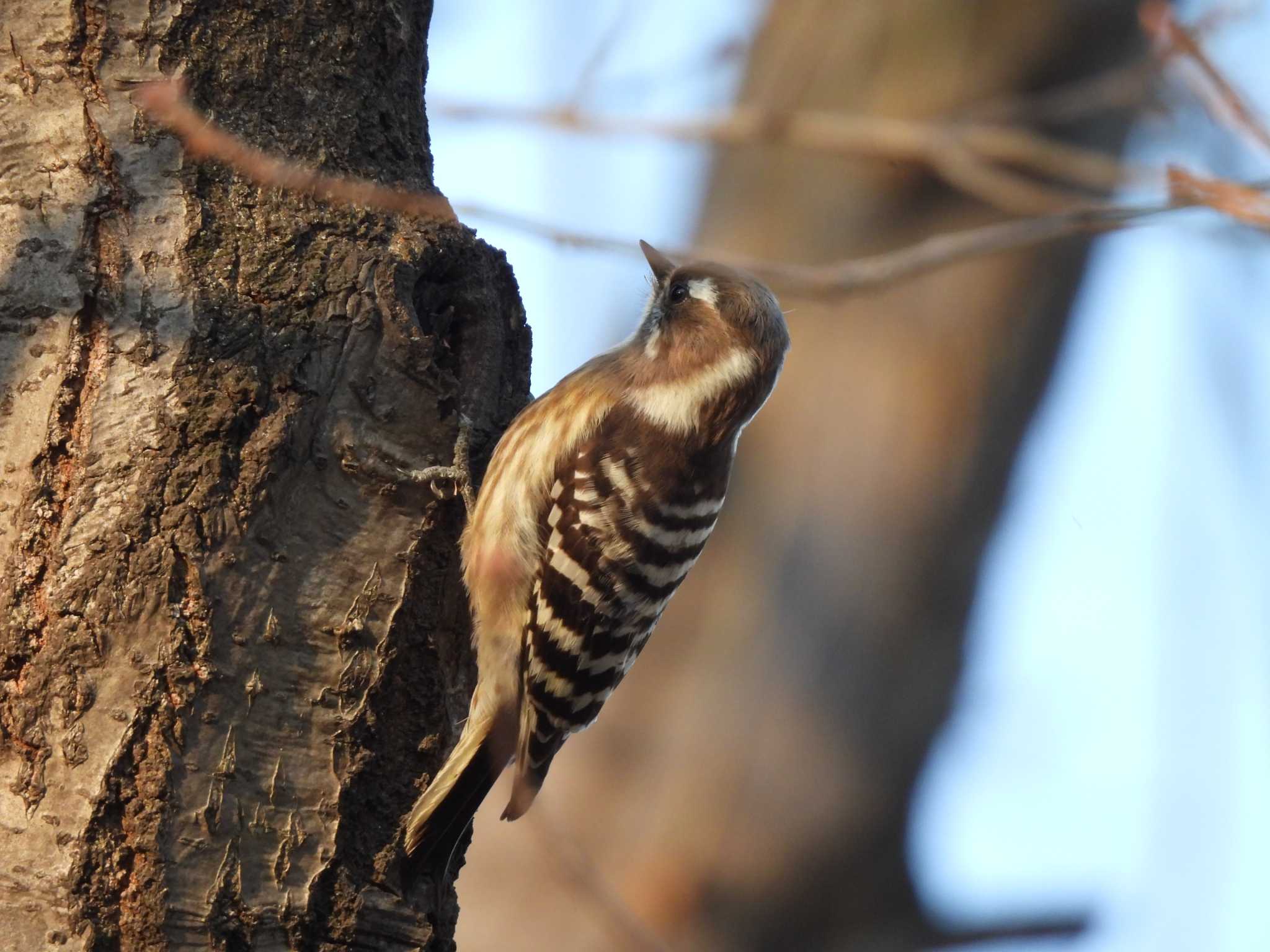 Japanese Pygmy Woodpecker