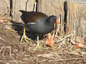 Common Moorhen Toneri Park Wed, 1/31/2024