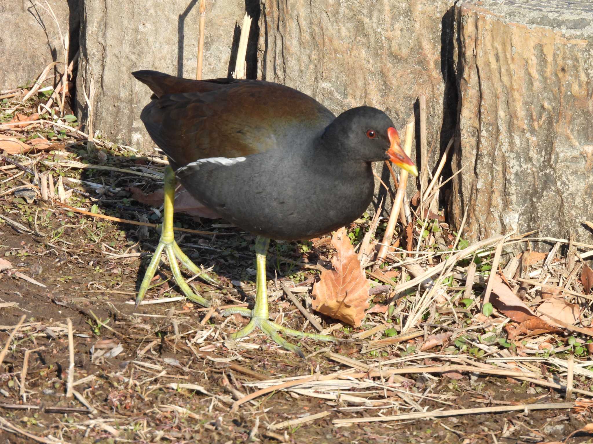 Common Moorhen