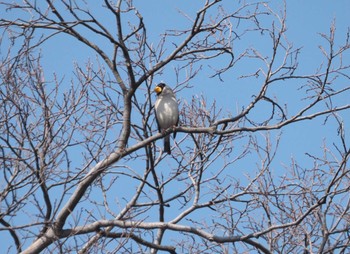 Japanese Grosbeak Kyoto Gyoen Fri, 3/15/2024