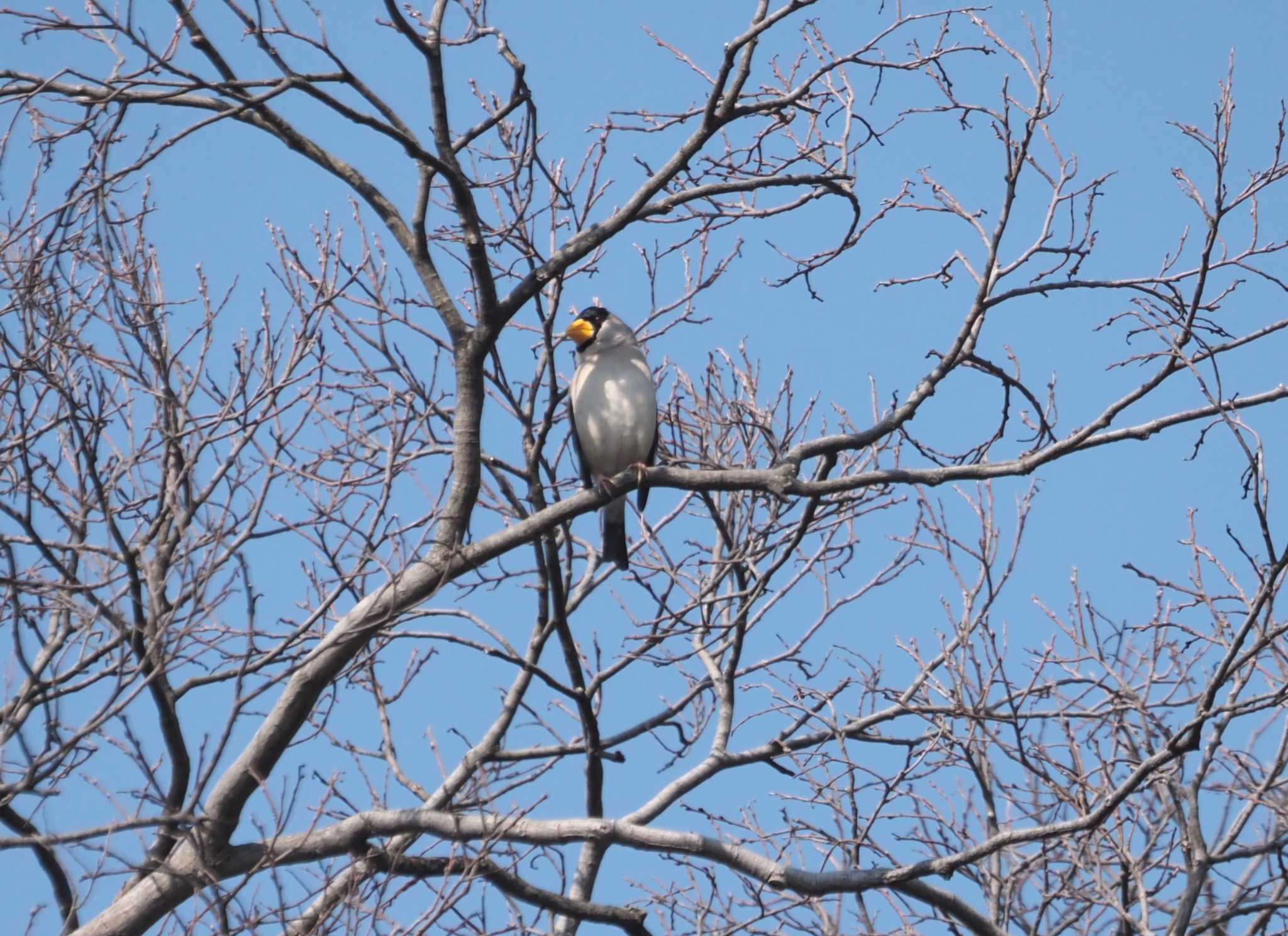 Photo of Japanese Grosbeak at Kyoto Gyoen by マル