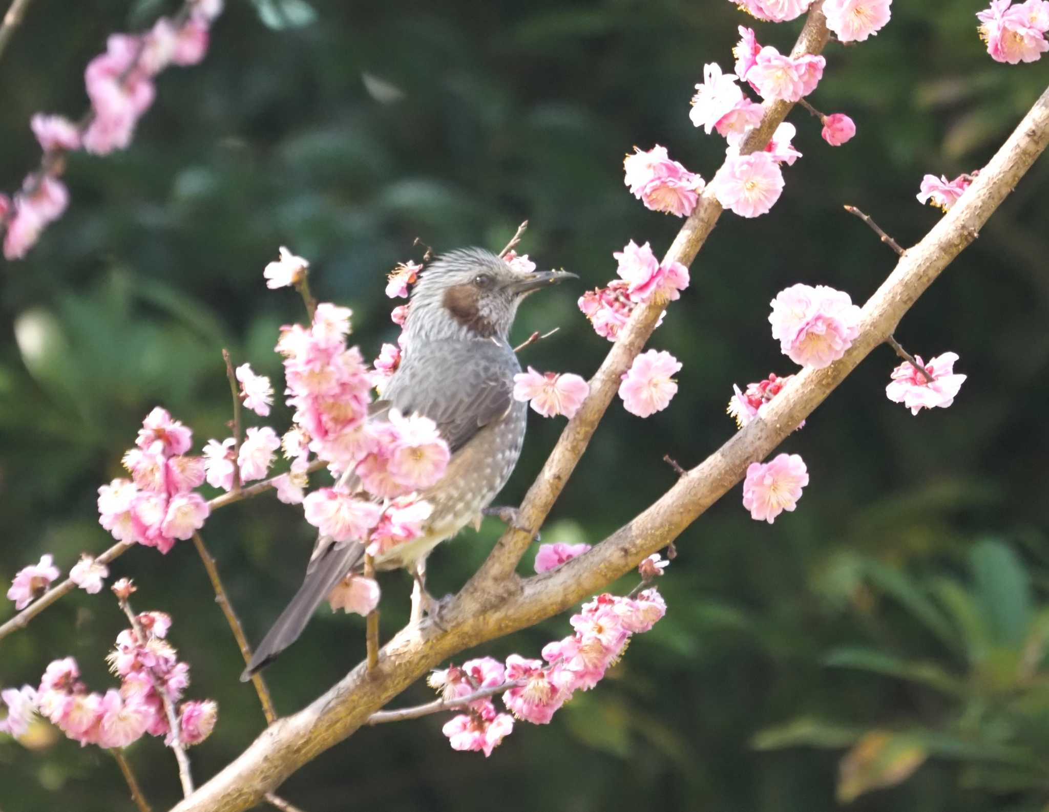 Photo of Brown-eared Bulbul at Kyoto Gyoen by マル