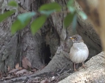 Pale Thrush Kyoto Gyoen Fri, 3/15/2024