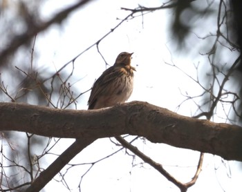 Olive-backed Pipit Kyoto Gyoen Fri, 3/15/2024