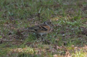 Brambling Kyoto Gyoen Fri, 3/15/2024