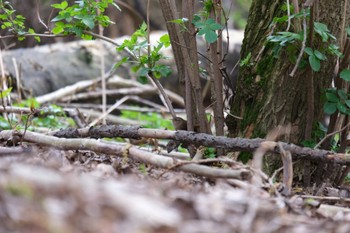 Eurasian Wren Rheinaue Fri, 3/15/2024