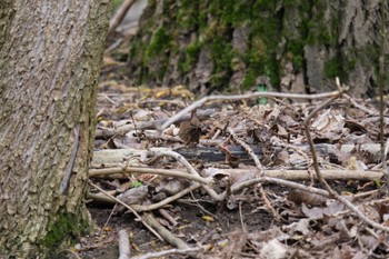 Eurasian Wren Rheinaue Fri, 3/15/2024