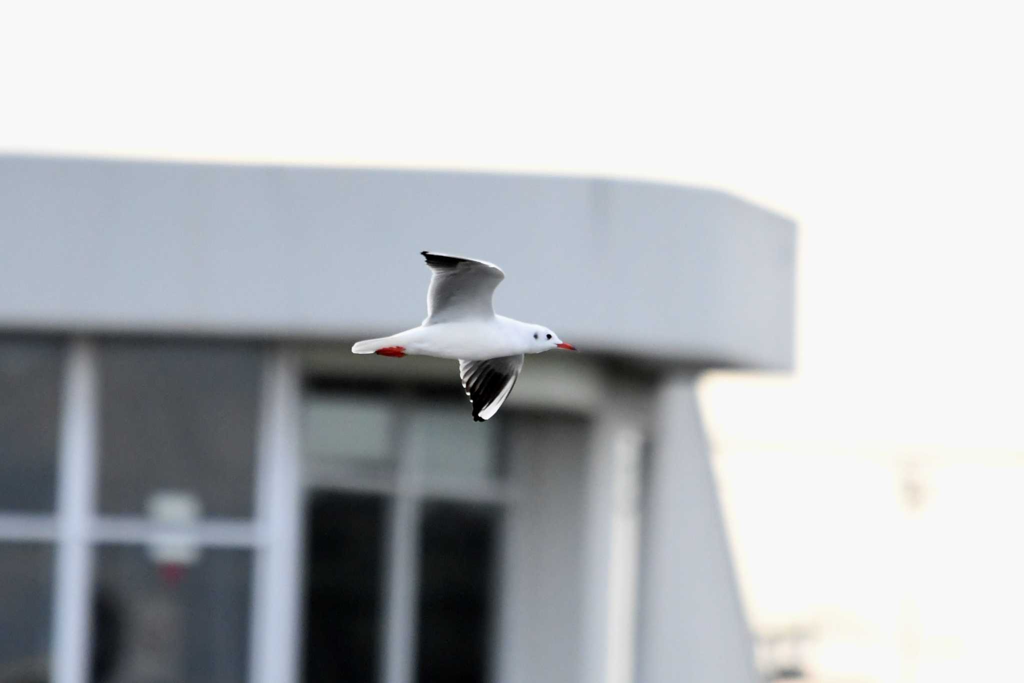 Black-headed Gull