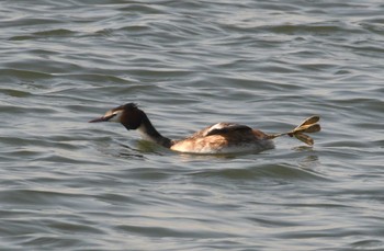 カンムリカイツブリ 葛西臨海公園 2024年3月15日(金)