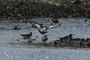 Fri, 3/15/2024 Birding report at Kasai Rinkai Park