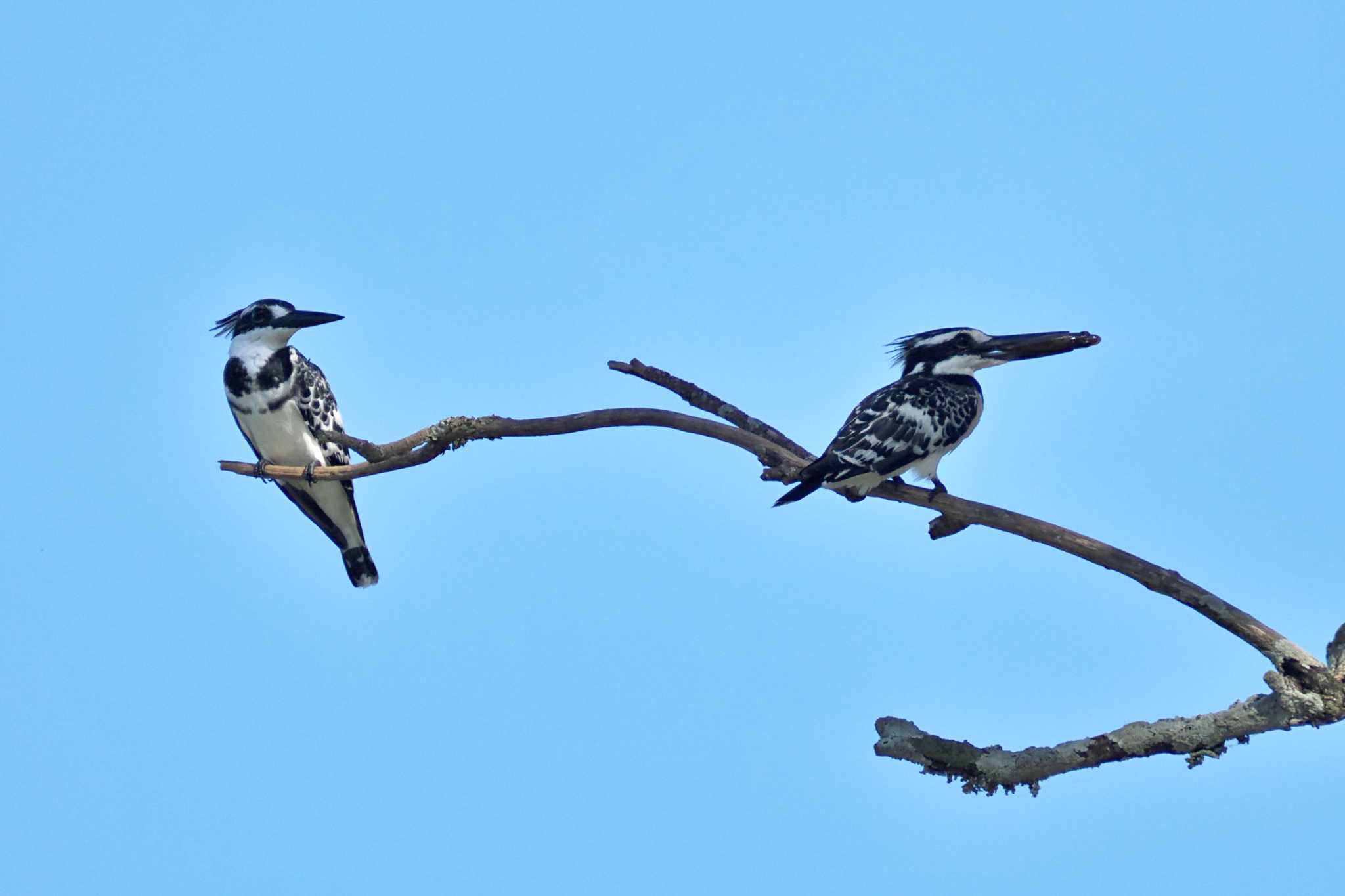 Photo of Pied Kingfisher at ウガンダ by 藤原奏冥