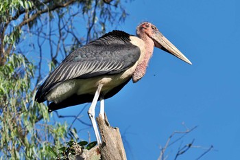 Marabou Stork ウガンダ Mon, 3/11/2024