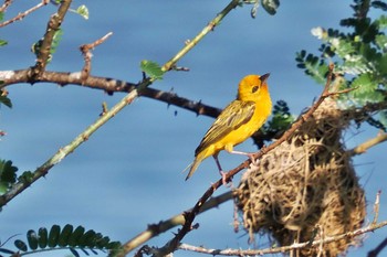 Orange Weaver