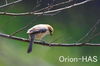 Bull-headed Shrike 東京都多摩地域 Fri, 3/15/2024