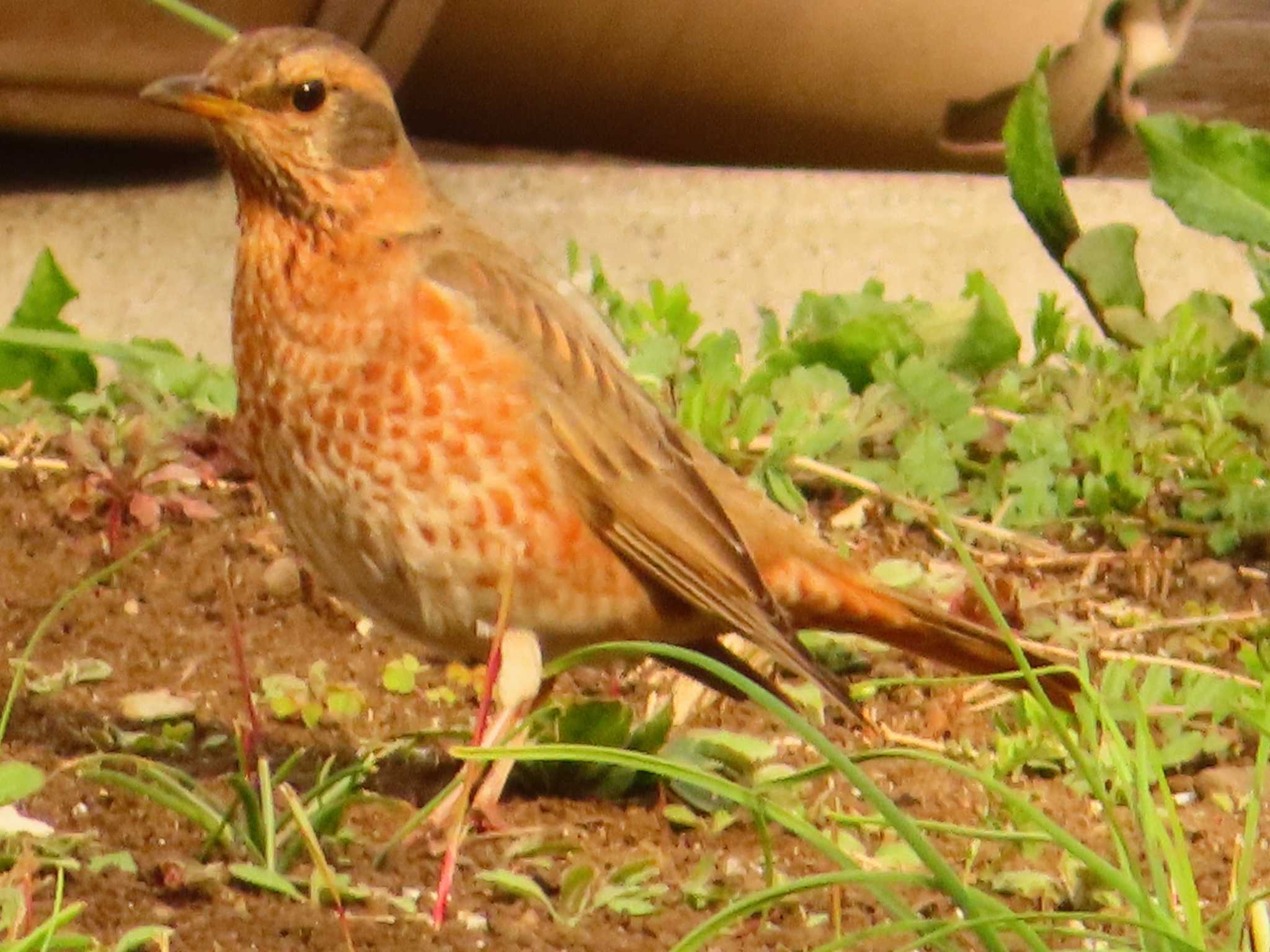 Naumann's Thrush