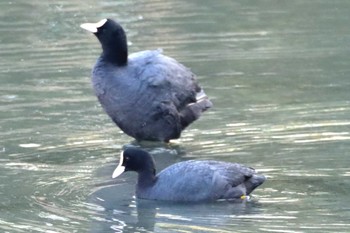 Eurasian Coot Tokyo Port Wild Bird Park Fri, 3/15/2024