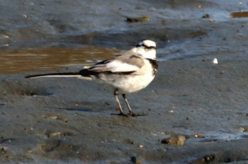 ハクセキレイ 東京港野鳥公園 2024年3月15日(金)