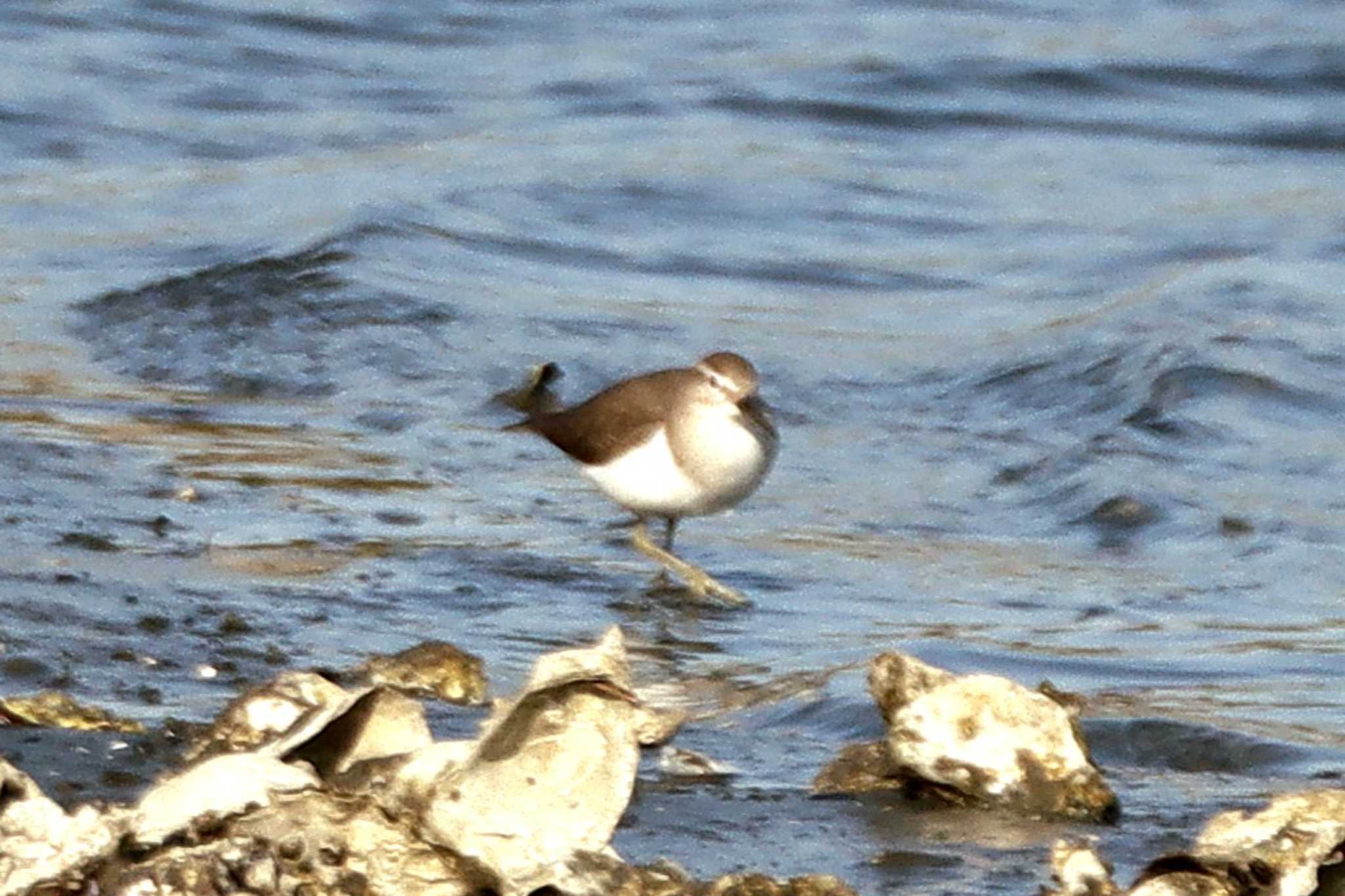 Common Sandpiper