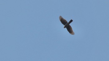 Eurasian Sparrowhawk Nara Park Fri, 3/15/2024