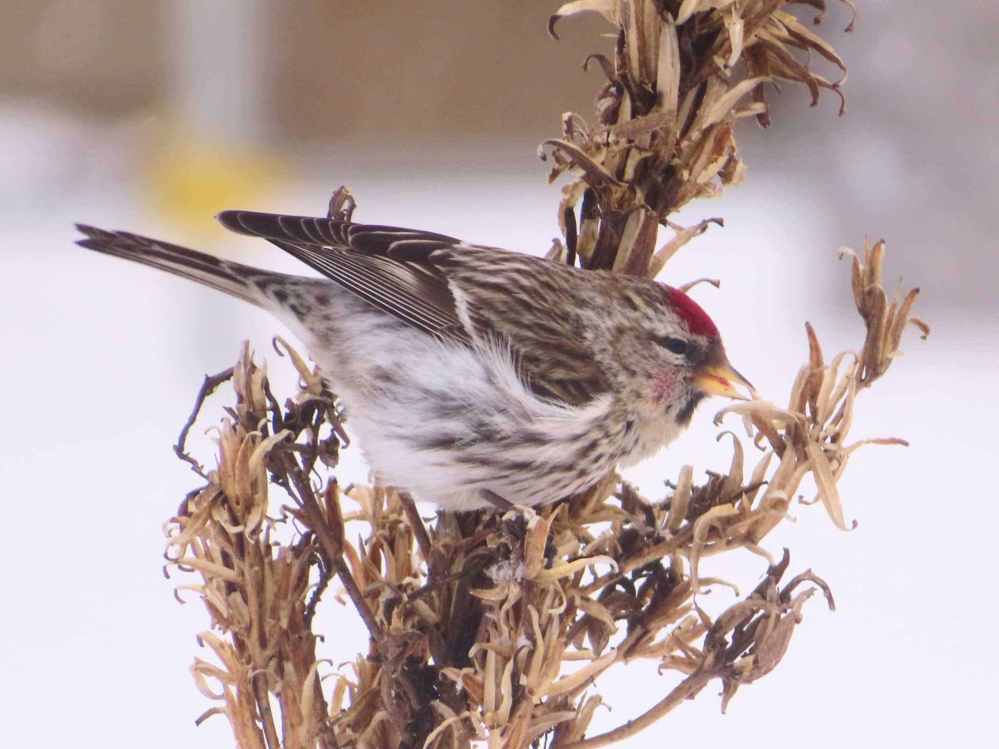 Photo of Common Redpoll at Makomanai Park by ゆ