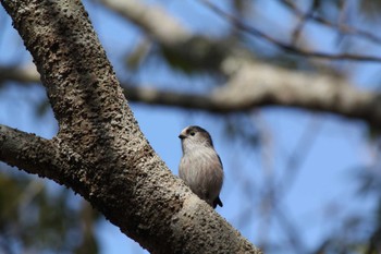 Long-tailed Tit 自宅近辺 Sat, 2/24/2024