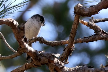 Long-tailed Tit Shinjuku Gyoen National Garden Sun, 3/3/2024