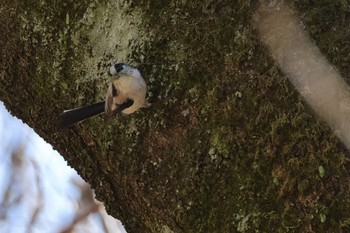 Long-tailed Tit Shinjuku Gyoen National Garden Sun, 3/3/2024