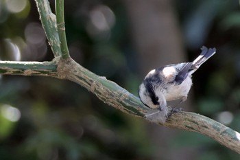 Long-tailed Tit Shinjuku Gyoen National Garden Sun, 3/3/2024