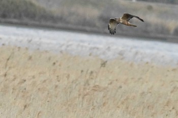 チュウヒ 利根川コジュリン公園 2024年3月4日(月)