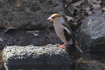 Hawfinch 野川公園 Sat, 2/10/2024