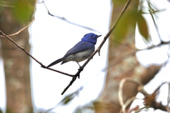 クロエリヒタキ 台中都会公園(台湾) 2024年1月28日(日)