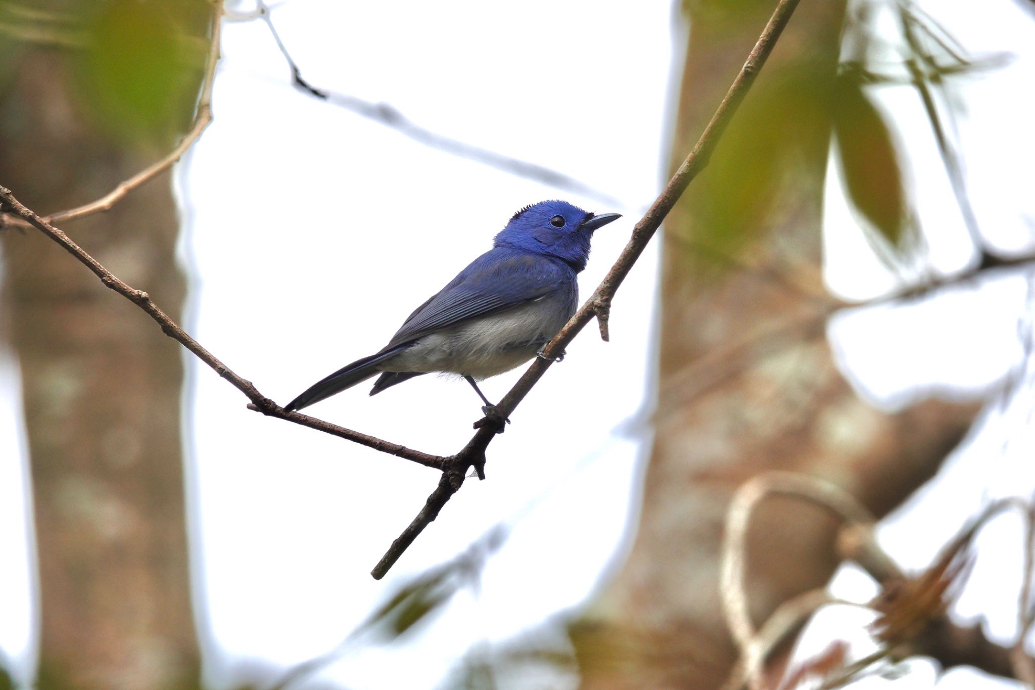 Black-naped Monarch