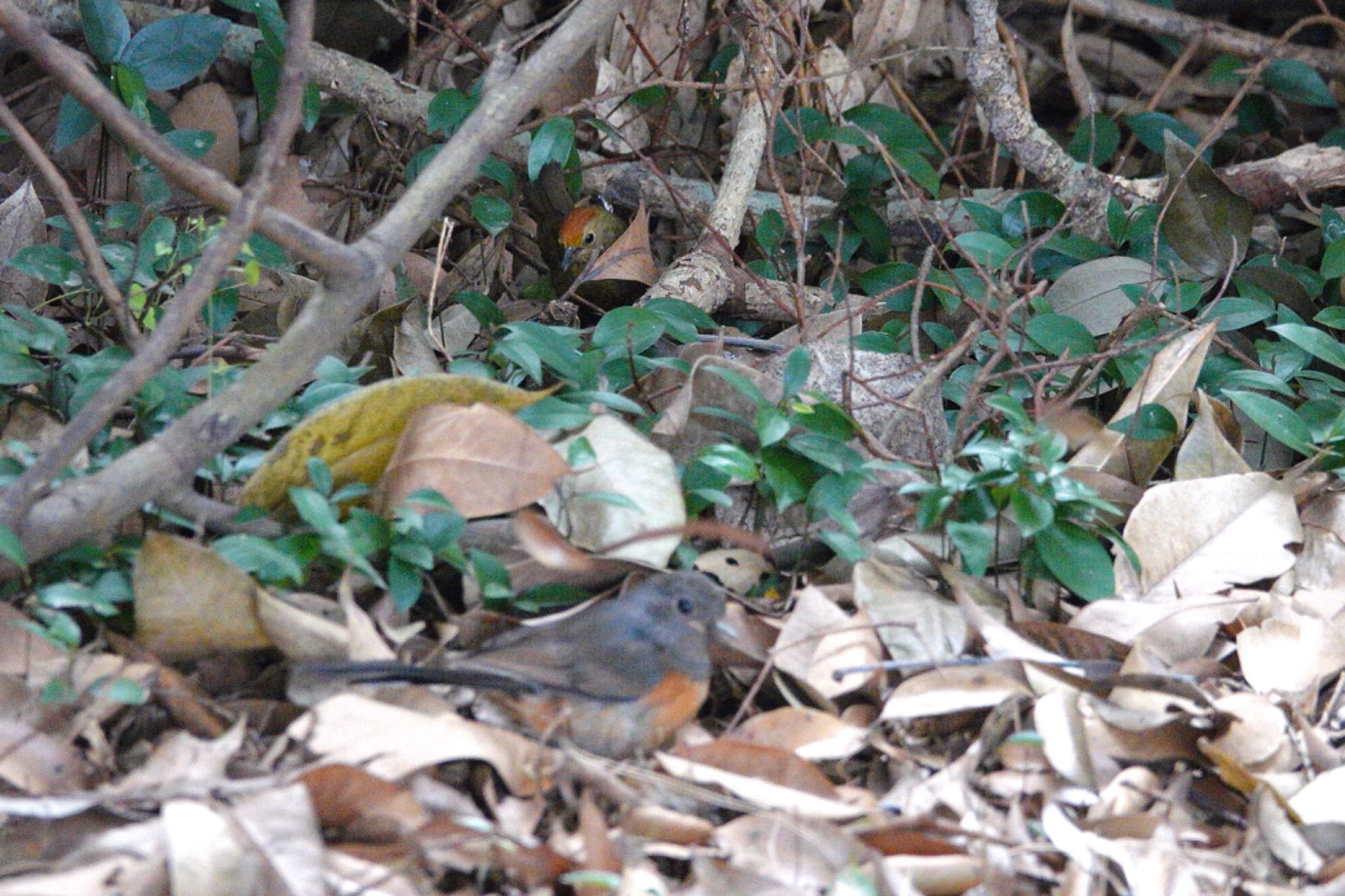 Rufous-capped Babbler