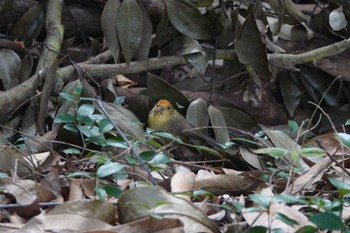 Rufous-capped Babbler 台中都会公園(台湾) Sun, 1/28/2024