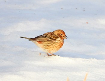 Pallas's Rosefinch Unknown Spots Thu, 2/8/2024