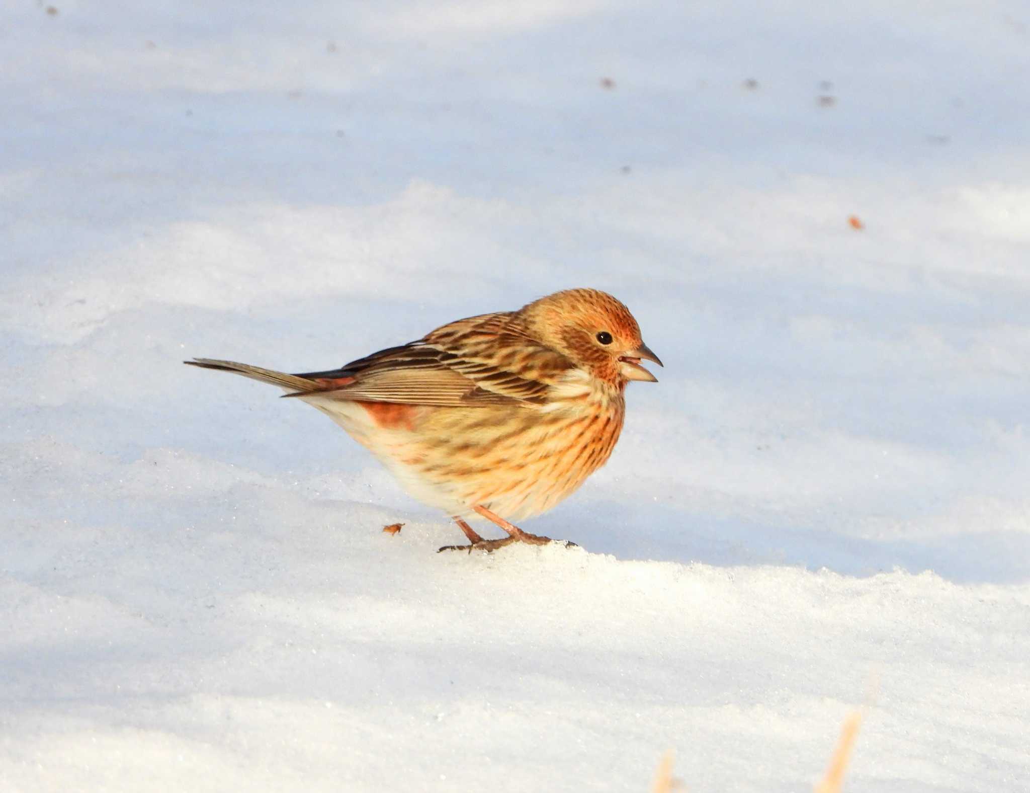 Photo of Pallas's Rosefinch at  by サジタリウスの眼