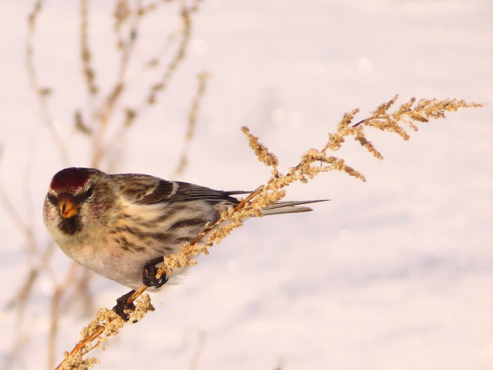 Common Redpoll