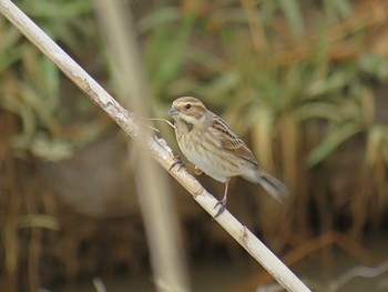 Common Reed Bunting Akigase Park Thu, 3/7/2024