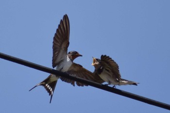 Barn Swallow ＭＦ Mon, 7/24/2023