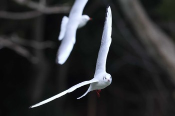 ユリカモメ 明石公園 2024年2月4日(日)