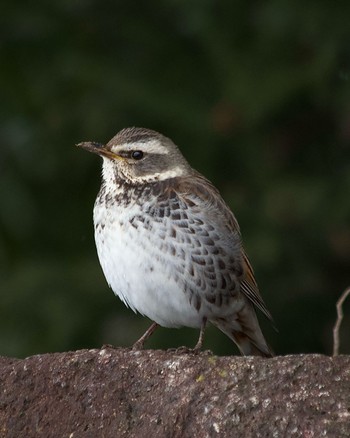 Dusky Thrush 横浜市緑区 Tue, 2/6/2024